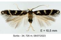 Oxypteryx wilkella