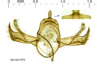 Blastobasis phycidella