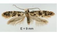 Infurcitinea albicomella