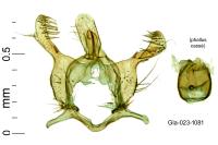 Infurcitinea albicomella