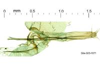 Infurcitinea albicomella