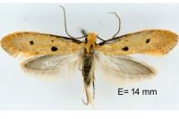 Tinea trinotella