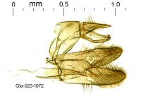 Tinea trinotella