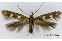Scythris scopolella