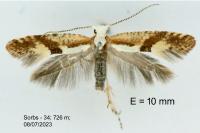Argyresthia pruniella