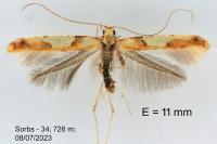 Caloptilia acerivorella
