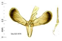Caloptilia acerivorella