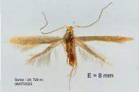Coleophora trigeminella