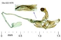 Coleophora trigeminella