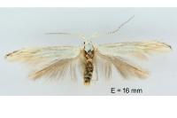 Coleophora curictae