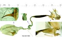 Coleophora curictae