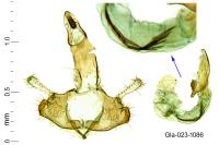 Coleophora curictae
