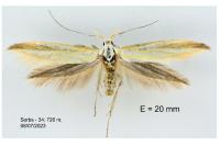 Coleophora vibicella