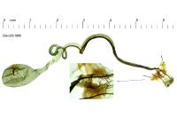 Coleophora vibicella