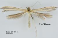Merrifieldia spicidactyla