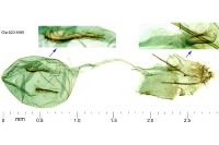Merrifieldia spicidactyla