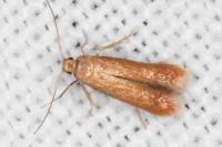 Tischeria
