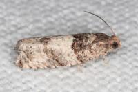 Gypsonoma aceriana