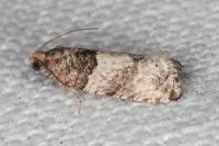 Gypsonoma aceriana
