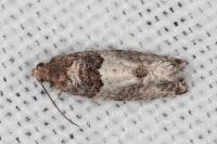 Gypsonoma aceriana