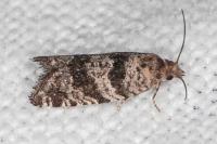 Rhopobota stagnana