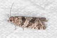 Rhopobota stagnana