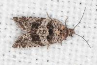 Rhopobota stagnana