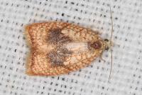 Acleris forsskaleana