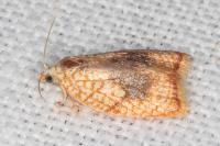 Acleris forsskaleana