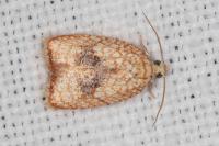 Acleris forsskaleana