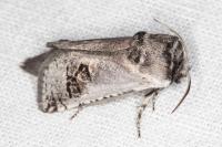 Parahypopta caestrum
