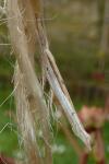 Ypsolopha mucronella