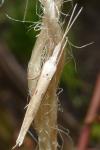 Ypsolopha mucronella