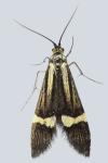 Nemophora degeerella