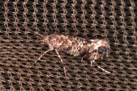 Acrolepia autumnitella