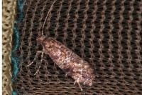 Acrolepia autumnitella