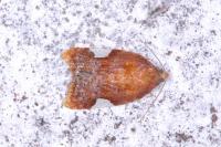 Acleris holmiana