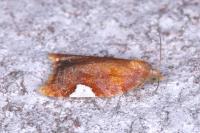 Acleris holmiana