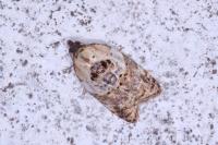 Acleris variegana