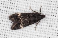 Dichomeris alacella