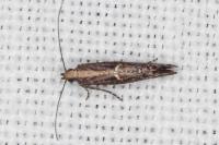 Acrolepiopsis vesperella