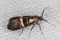 Dasycera oliviella