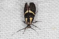 Dasycera oliviella