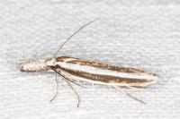 Pleurota aristella