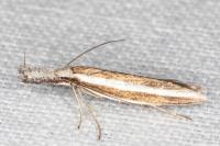 Pleurota aristella