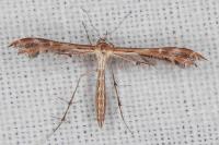 Oxyptilus laetus