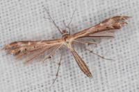 Oxyptilus laetus