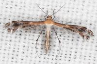 Stangeia siceliota