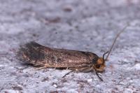 Cephimallota crassiflavella