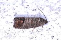 Cydia pomonella